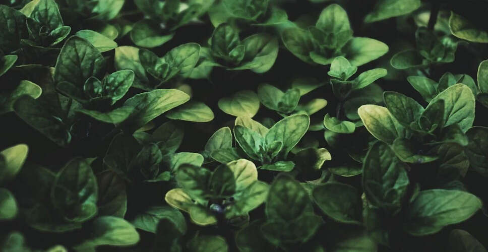 The Medicinal Wonders and Cautions of the Ak Plant