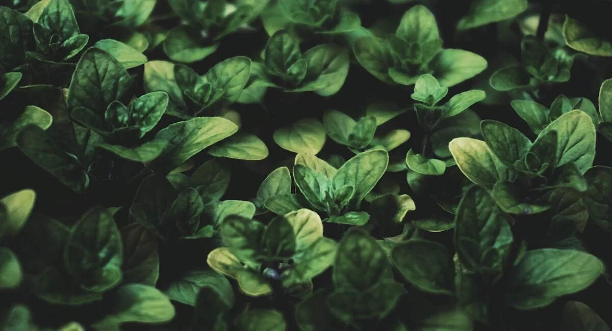 The Medicinal Wonders and Cautions of the Ak Plant