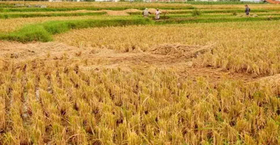 Farmers in Coimbatore Face Challenges with New Online Crop Loan System