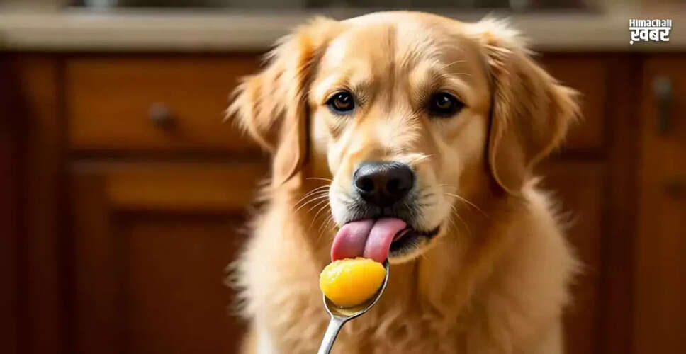 Why Dogs Struggle to Digest Ghee: Understanding Canine Health