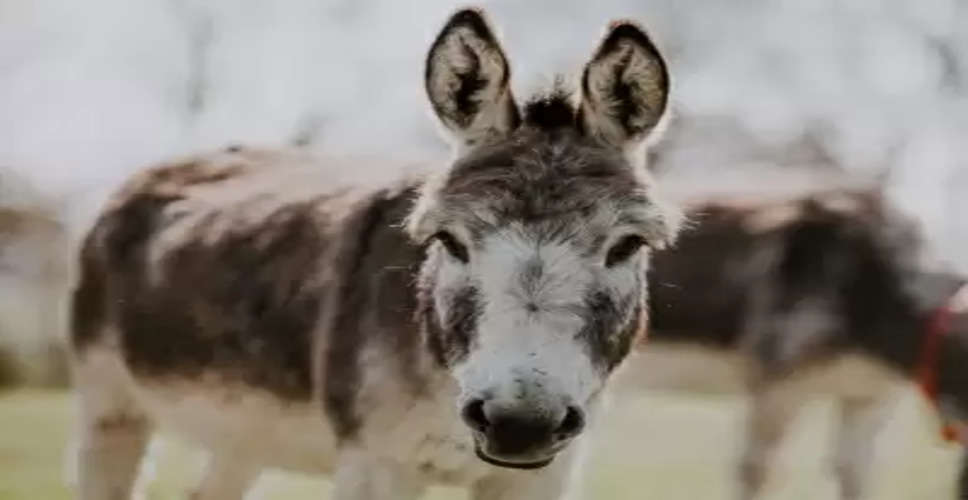 Pakistan's Economic Survey reveals major increase in donkey population