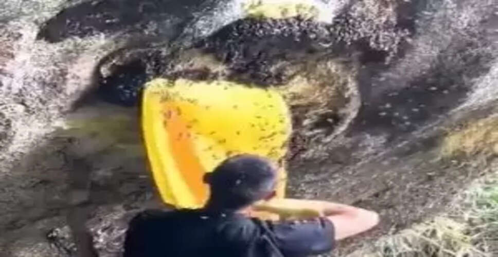 Meet the 'Bee Whisperer': The Man Who Handles Bees Like Pets!