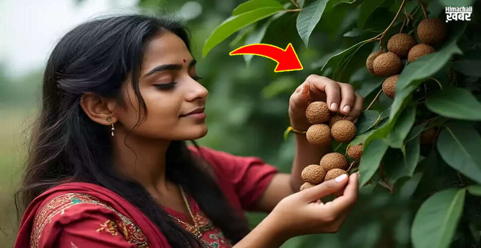 Effective Natural Remedy for Hemorrhoids Using Soap Nut