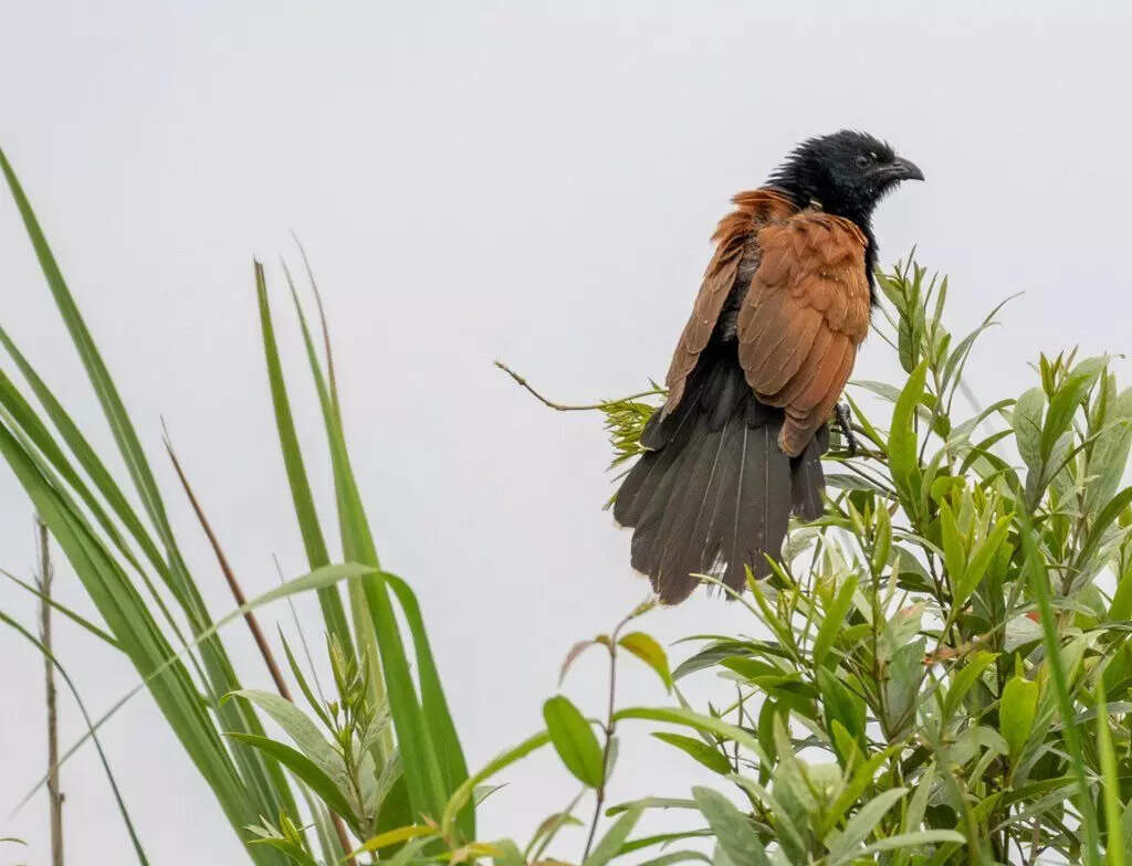 Kaziranga National Park Unveils First Grassland Bird Survey Report