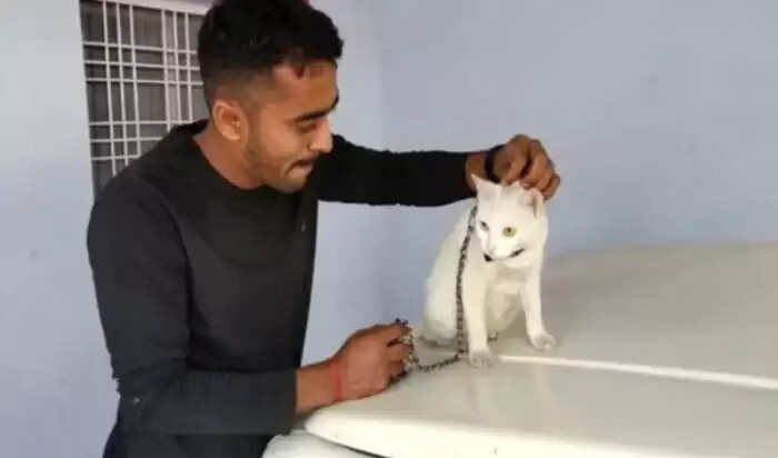 Discover the Rare Cat That Could Make You Rich