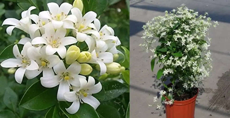 Discover Your Lucky Plants Based on Numerology