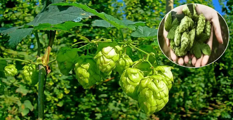 Discovering the World's Most Expensive Vegetable: Hop Shoots