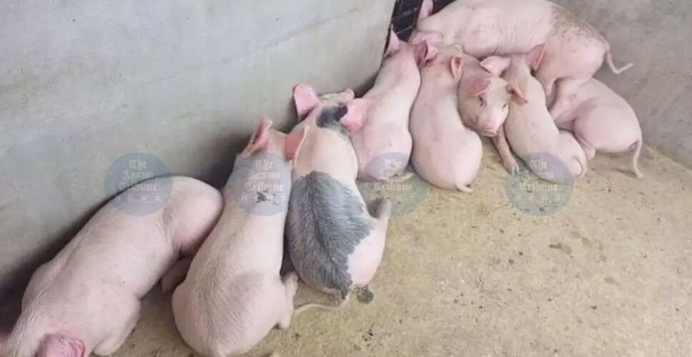 Jorhat Pig Farmers Face Severe Losses Amid ASF Outbreak