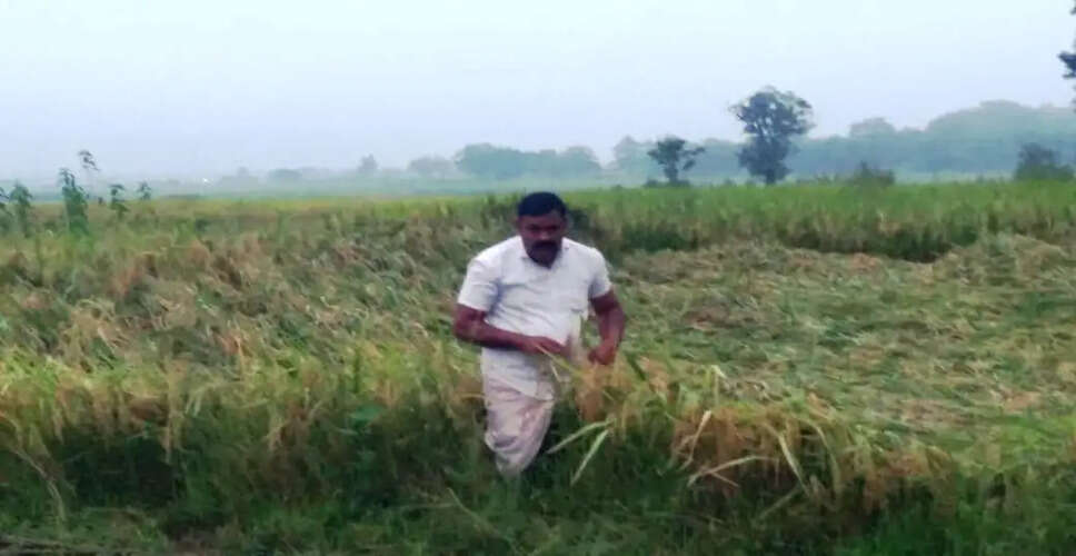Unseasonal Weather Devastates Rabi Crops: What Farmers Need to Know