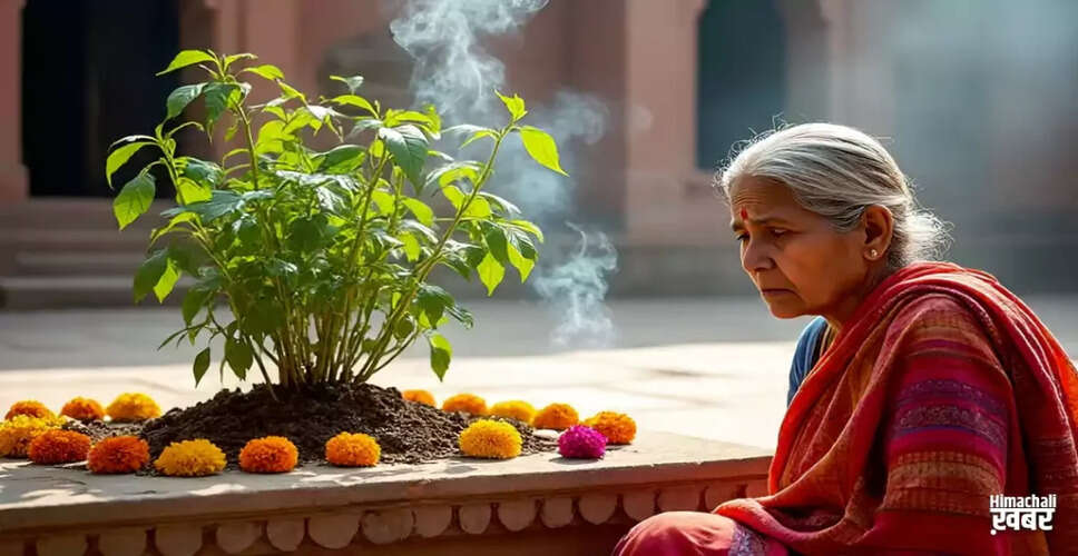 The Significance of Tulsi in Indian Culture and Health