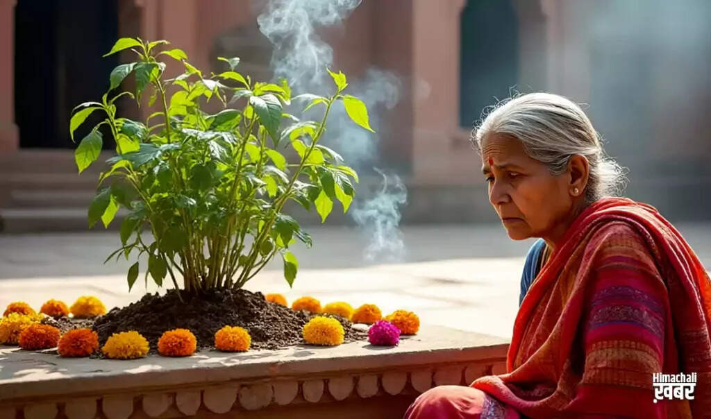 The Significance of Tulsi in Indian Culture and Health