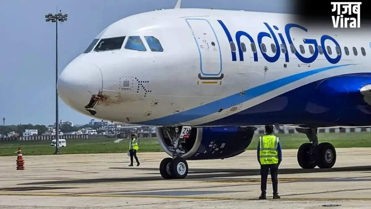 Major Incident Averted at Lucknow Airport Due to Monkeys on Runway