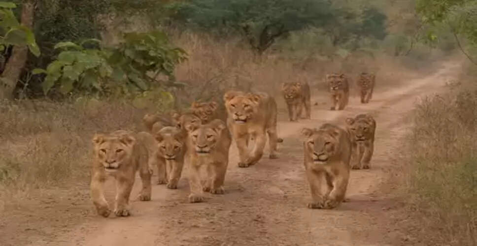 World Lion Day 2025 to be celebrated in Gujarat sanctuary tomorrow