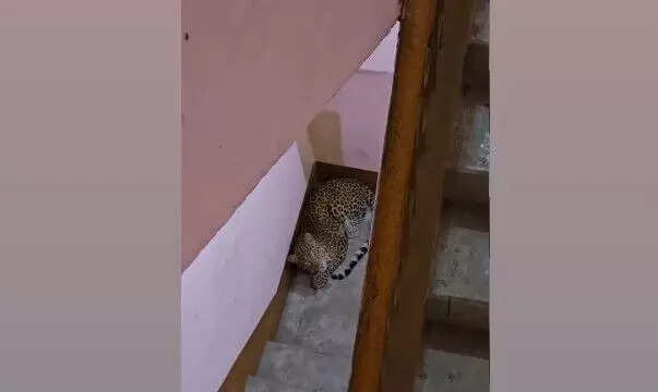 Guwahati Faces Rising Leopard Sightings Amid Urban Growth