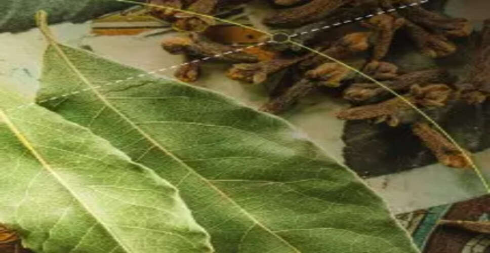 Ayush Expo to Highlight Traditional Medicine at WHO Summit