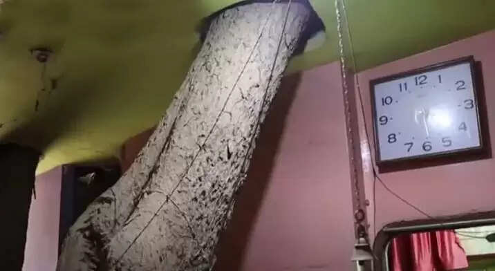 Unique Tree House Built Around a 125-Year-Old Peepal Tree in Jabalpur