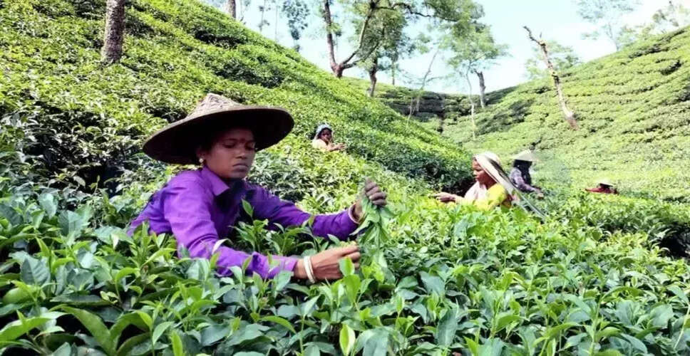 Concerns Over India's Tea Exports Amid West Asia Crisis