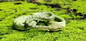 Why Snakes Deserve Our Respect: Insights from Experts on Conservation and Safety