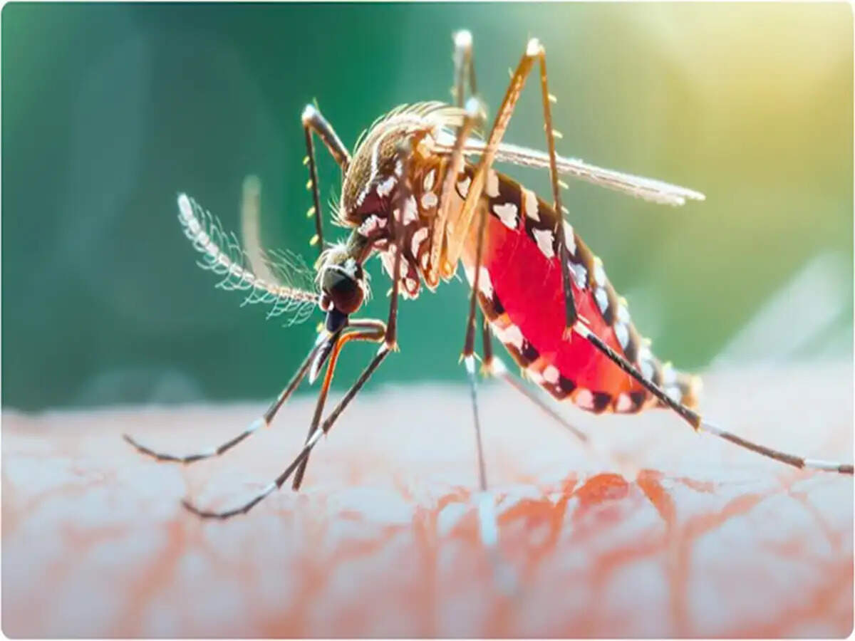 Understanding Dengue Risks and Safe Medication Practices During Monsoon