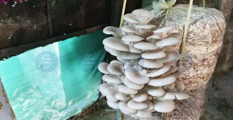 Transforming Lives: The Rise of Mushroom Cultivation in Assam