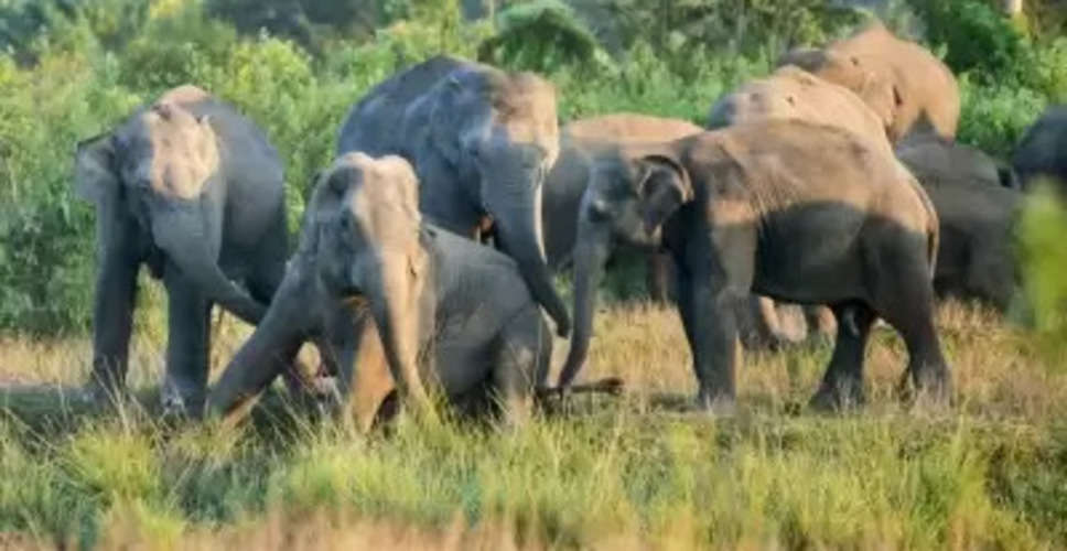 Assam: Conflicts claim lives of 80 elephants, 70 humans every year