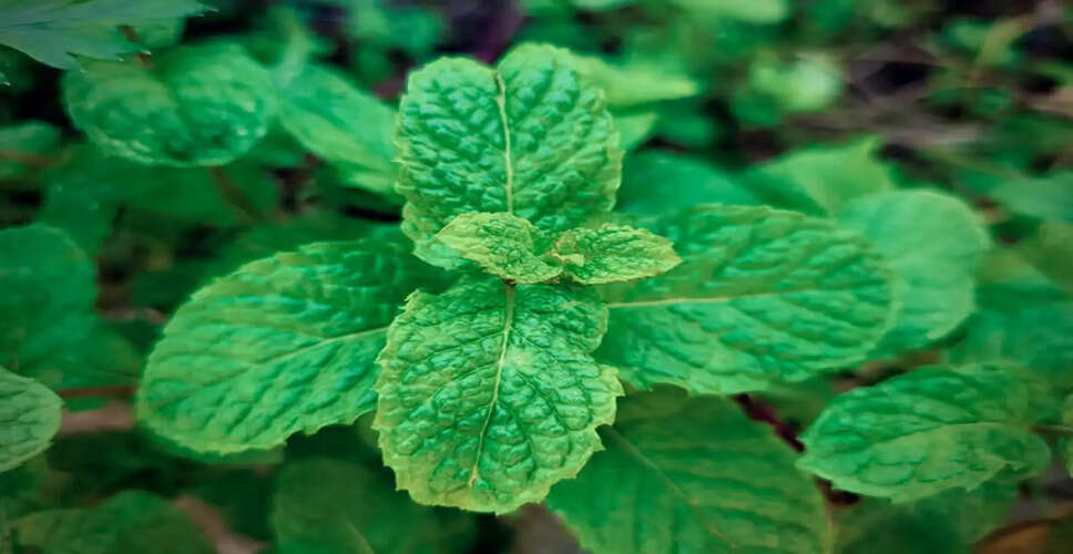 Effective Tips to Keep Mint Fresh All Summer Long