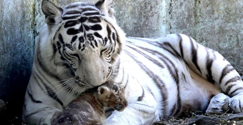 Tragic Tiger Attack Claims Farmer's Life in Uttar Pradesh