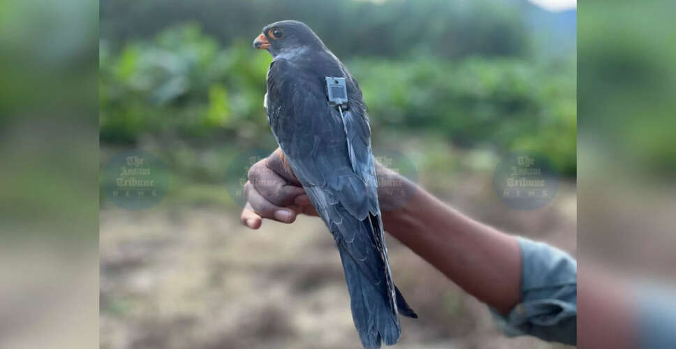 Amur Falcon's Remarkable Migration Journey from Manipur to Myanmar