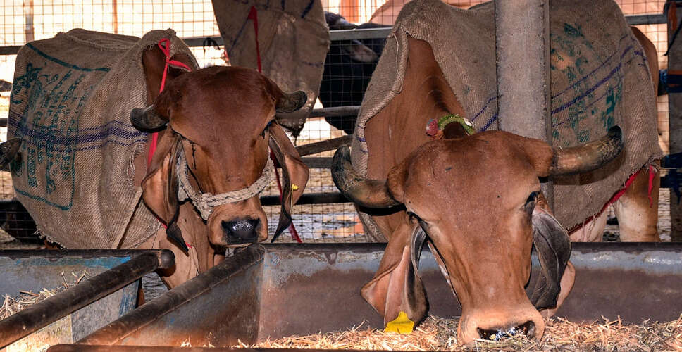 Assam Ethnic Council Demands CBI Probe into Alleged Sale of Cows