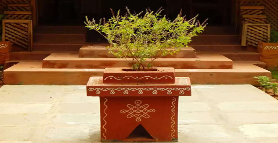 Discover the Incredible Benefits of Growing Tulsi at Home
