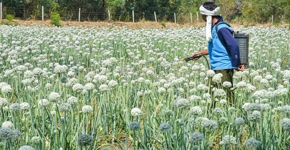 Maharashtra Onion Farmers Seek Compensation for Crop Losses Due to Heavy Rain
