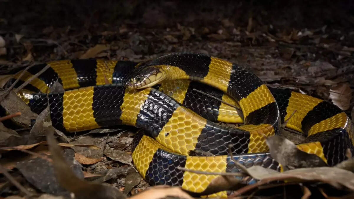 Understanding World Snake Day: Importance and the Most Venomous Snakes