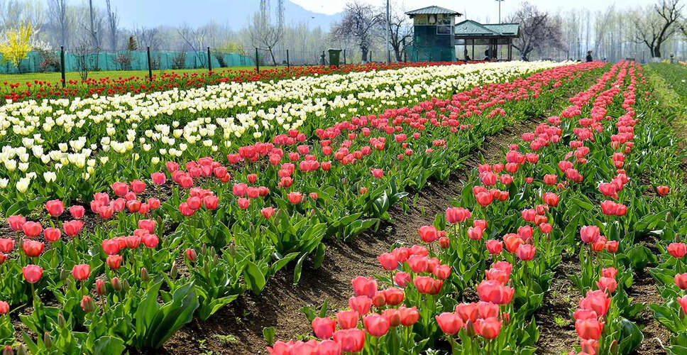 Spring Blooms in Kashmir: Tulip Garden Opens to Visitors