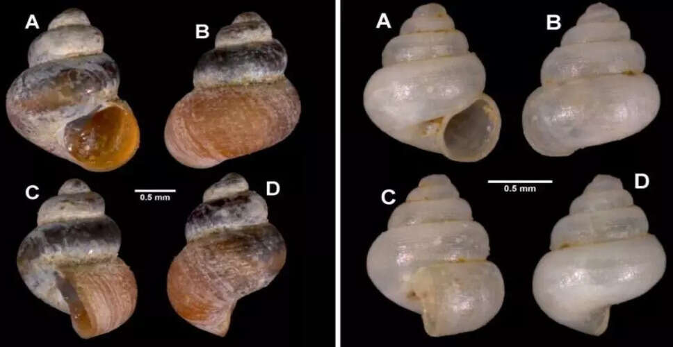 Discovery of Two New Snail Species in Meghalaya's Caves