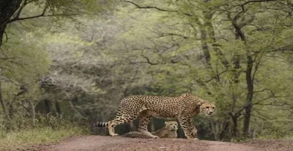 Prime Minister Modi Highlights Cheetah Conservation on International Cheetah Day