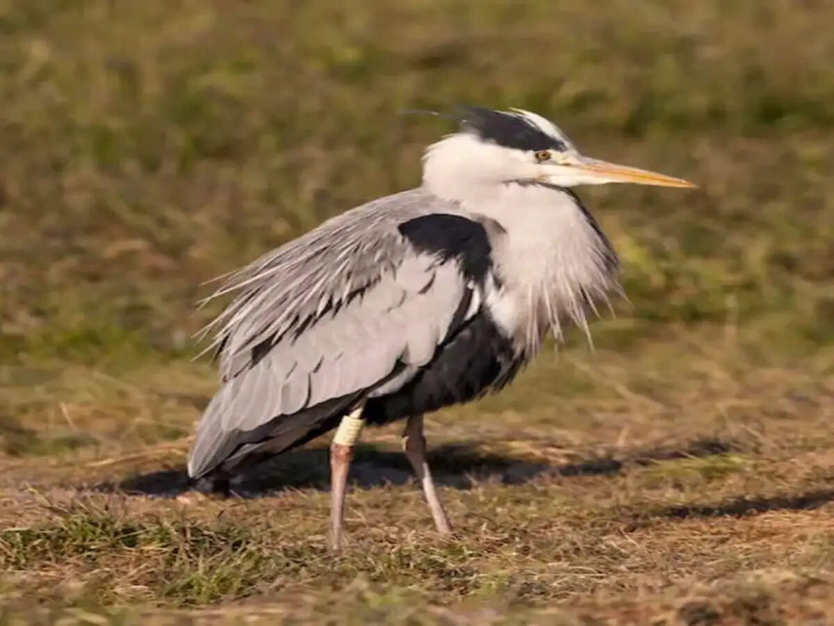 Top Winter Birdwatching Destinations in India