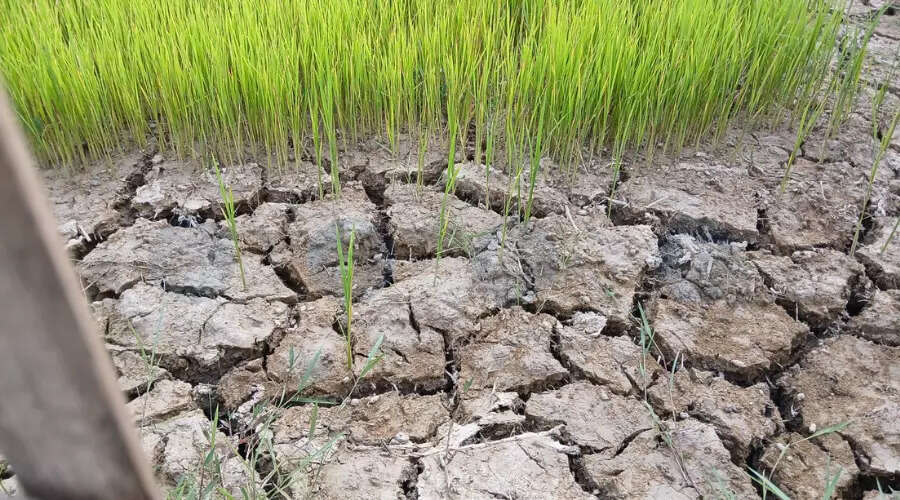Severe Drought Threatens Agriculture in Jorhat-Golaghat Region
