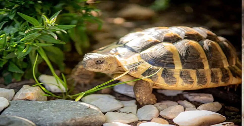 Harnessing Positive Energy with Metal Tortoise Figurines in Vastu Shastra