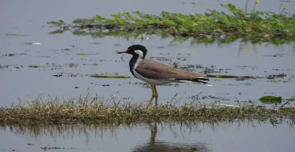 India Celebrates Milestone with 100th Ramsar Site Designation