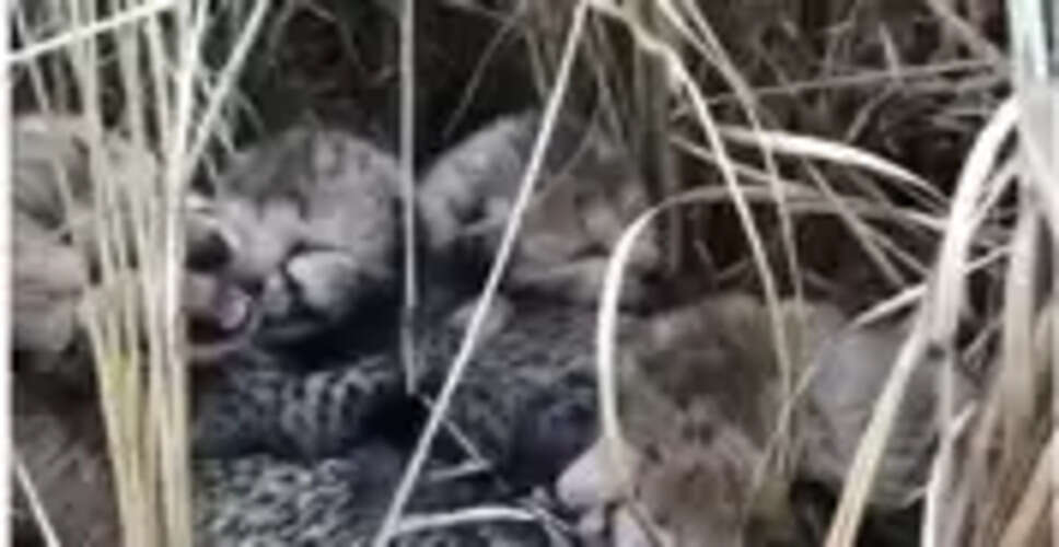 Five more cheetah cubs born in MP's Kuno National Park