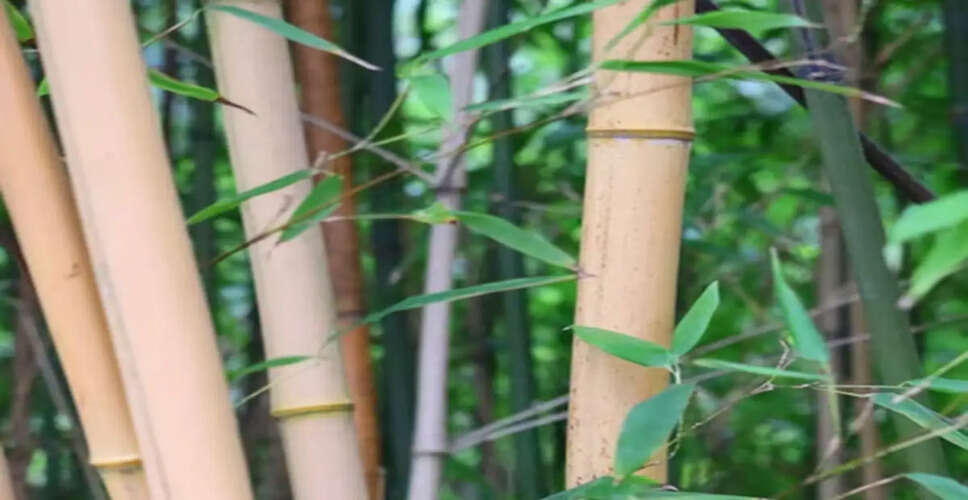 The Cultural and Spiritual Significance of Bamboo in Sanatan Dharma