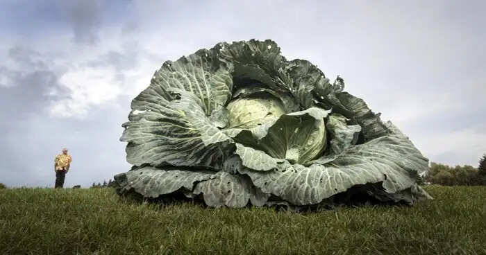Farmer Grows Giant Cabbage Weighing 30 Kilograms in the UK