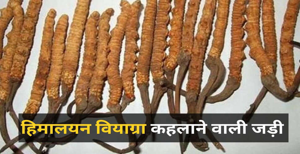 Discover the Power of Himalayan Herbs: The Potent Cordyceps