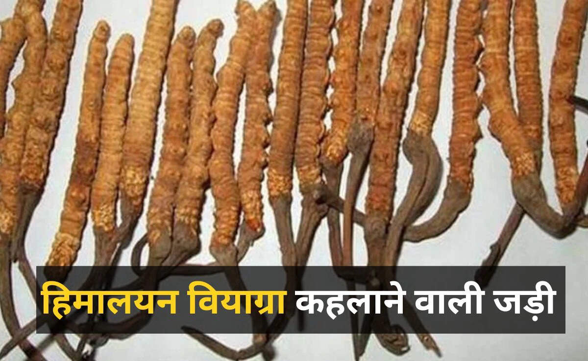 Discover the Power of Himalayan Herbs: The Potent Cordyceps