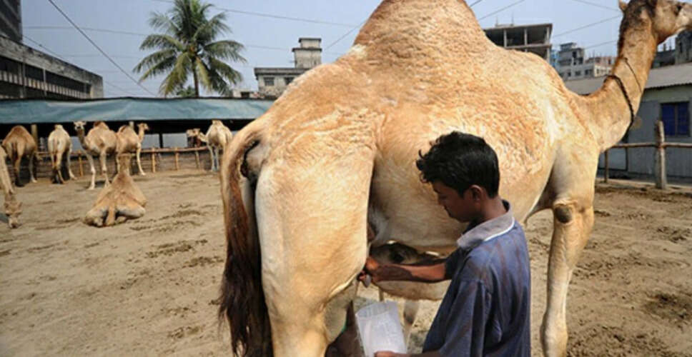 The Remarkable Benefits of Camel Milk for Health