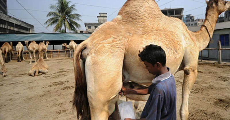 The Remarkable Benefits of Camel Milk for Health