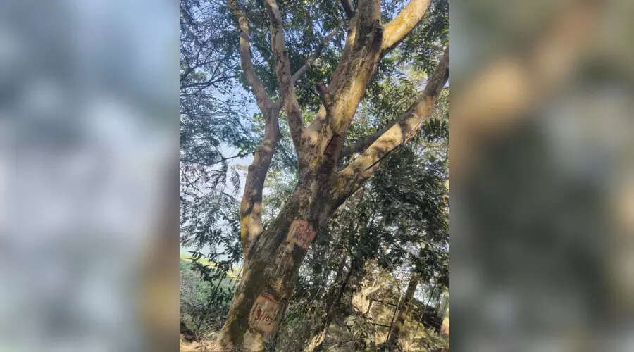 Environmental Concerns Rise Over Tree Felling for Railway Flyover at Deepor Beel