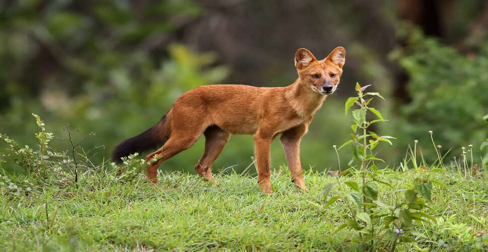 Revival of the Dhole: A Remarkable Comeback in Kaziranga-Karbi Anglong