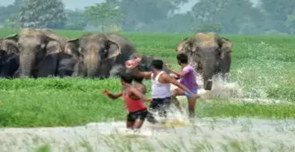Odisha Government Boosts Compensation for Wild Animal Attack Victims