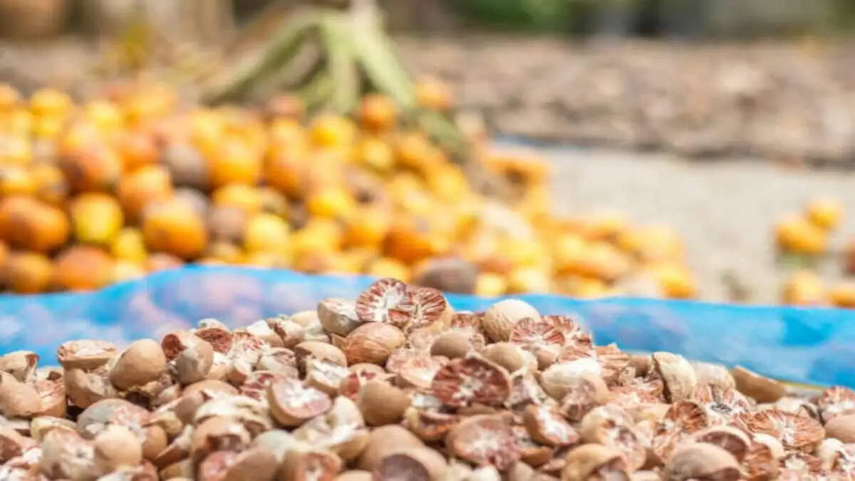 The Significance of Betel Nut in Vastu and Astrology